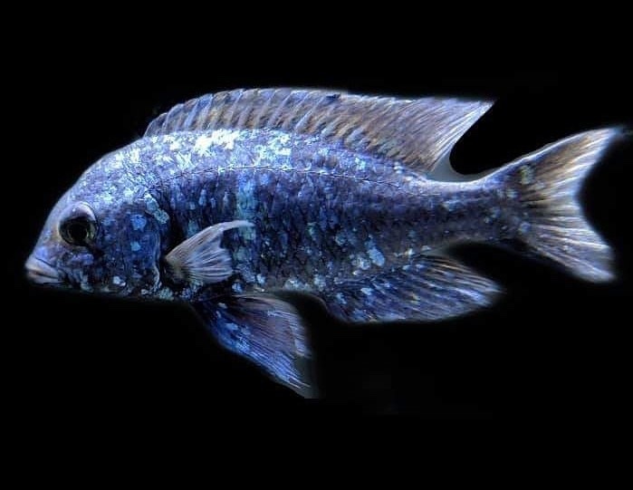Placidochromis sp. 'phenochilus tanzania'